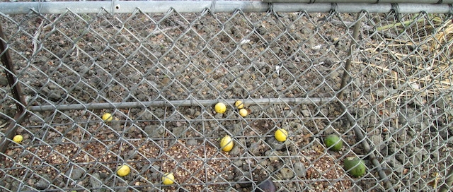 fruit in pig trap-1