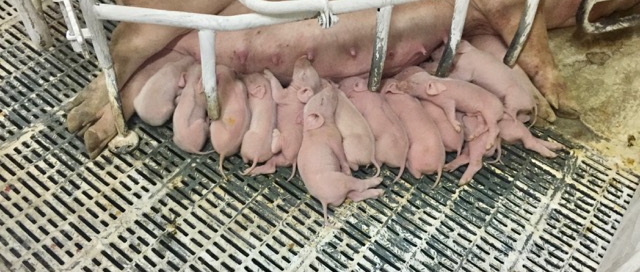 JC - PED colostrum added piglet ok