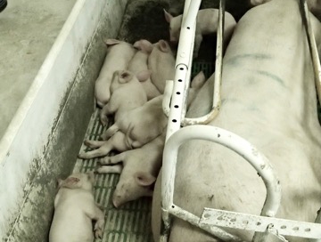 JC - piglets alive for ten days