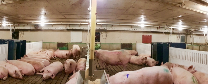 PC: Pigs relaxing in the larger loose housing pens