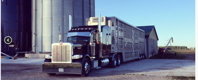 Brussels transport loading hogs