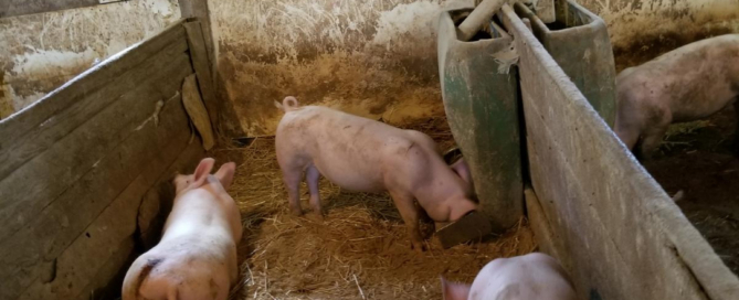 IS-pigs-in-pen-straw