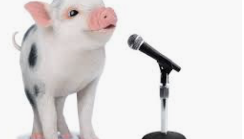 pig-with-microphone