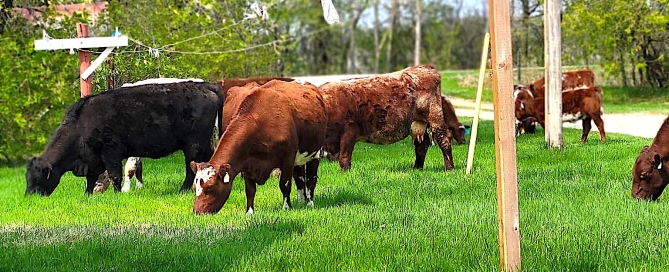 IS-cows-mowing-the-lawn