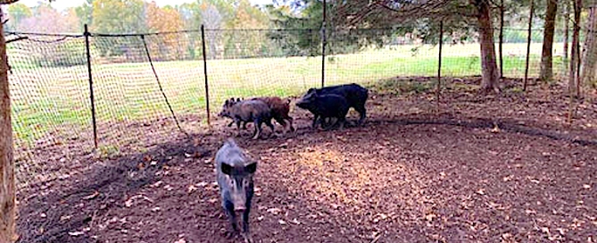 CWPS-Hogs_Trapped_by_Pig_Brig_Trap_System_480x480