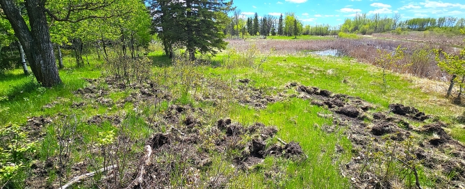 CWPS-May-17-rooting-near-wetland